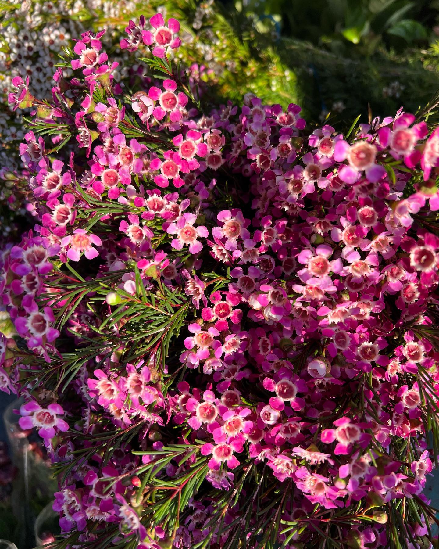 The Little Market Bunch – Flower Delivery Melbourne